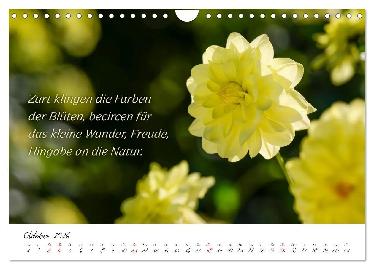 Bild: 9783457347898 | Dahlien Poesie (Wandkalender 2026 DIN A4 quer), CALVENDO...