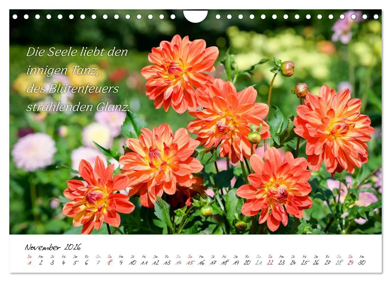 Bild: 9783457347898 | Dahlien Poesie (Wandkalender 2026 DIN A4 quer), CALVENDO...