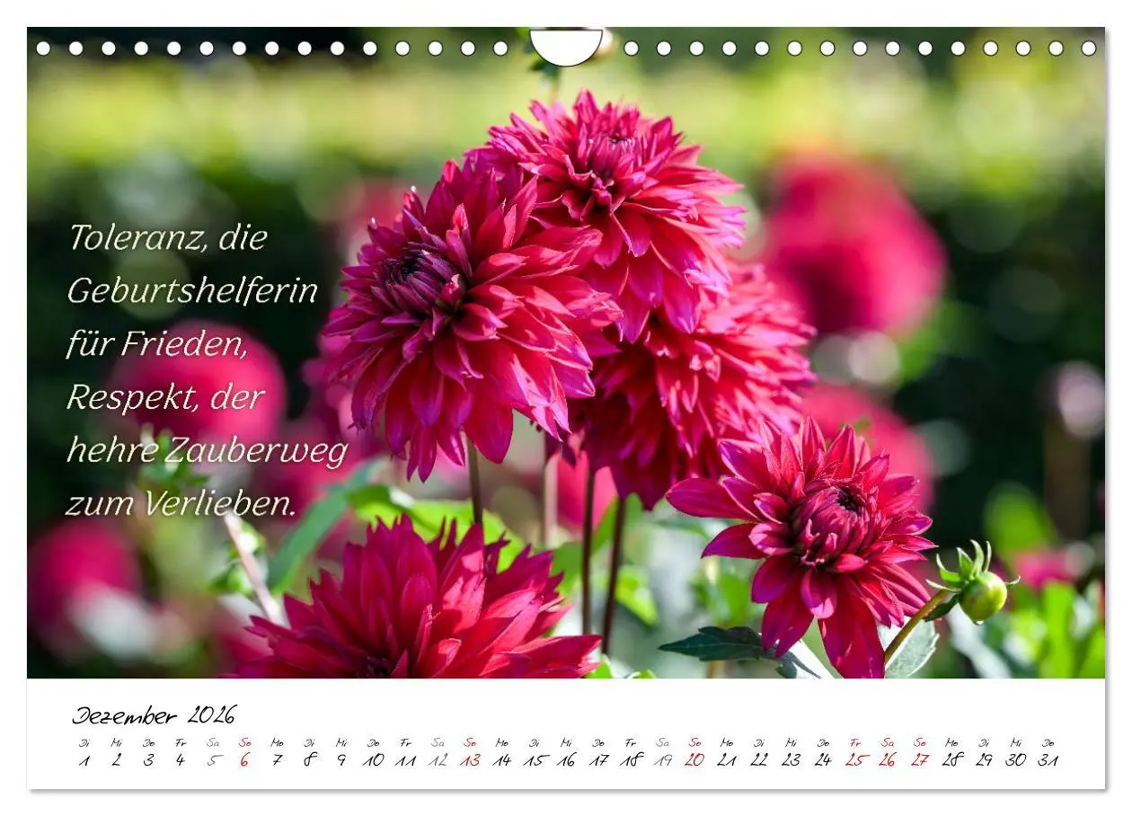 Bild: 9783457347898 | Dahlien Poesie (Wandkalender 2026 DIN A4 quer), CALVENDO...