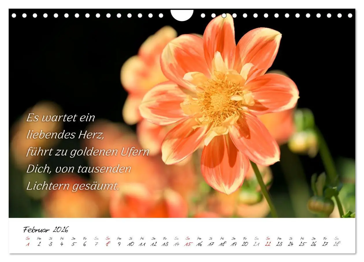 Bild: 9783457347898 | Dahlien Poesie (Wandkalender 2026 DIN A4 quer), CALVENDO...