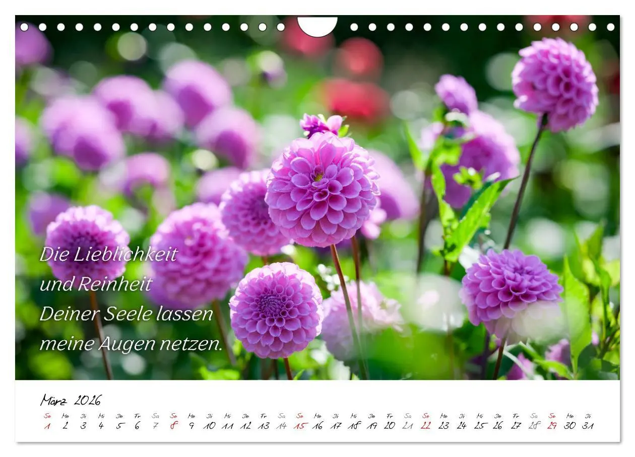 Bild: 9783457347898 | Dahlien Poesie (Wandkalender 2026 DIN A4 quer), CALVENDO...