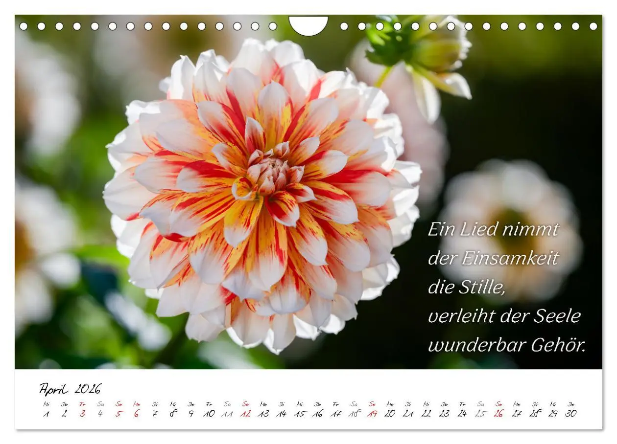 Bild: 9783457347898 | Dahlien Poesie (Wandkalender 2026 DIN A4 quer), CALVENDO...