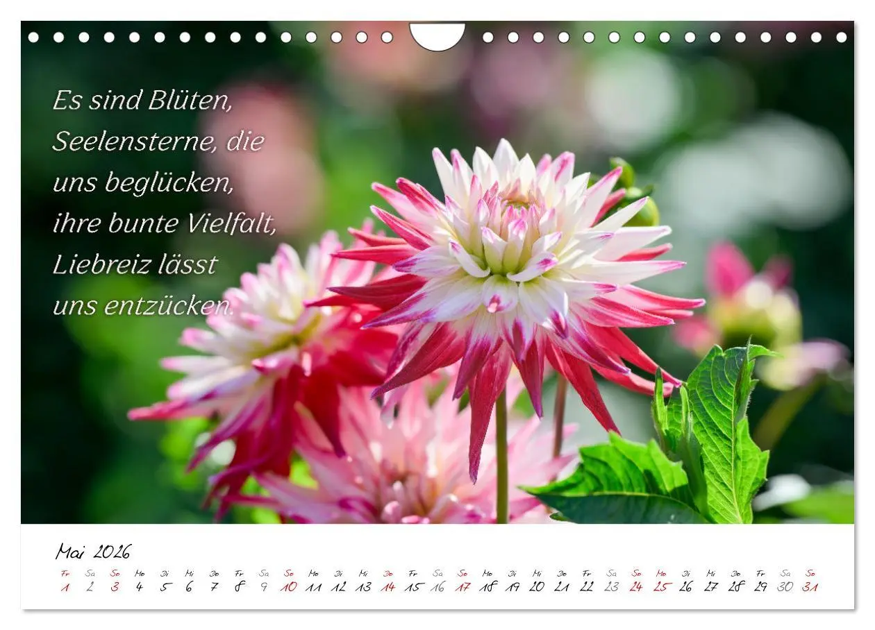Bild: 9783457347898 | Dahlien Poesie (Wandkalender 2026 DIN A4 quer), CALVENDO...