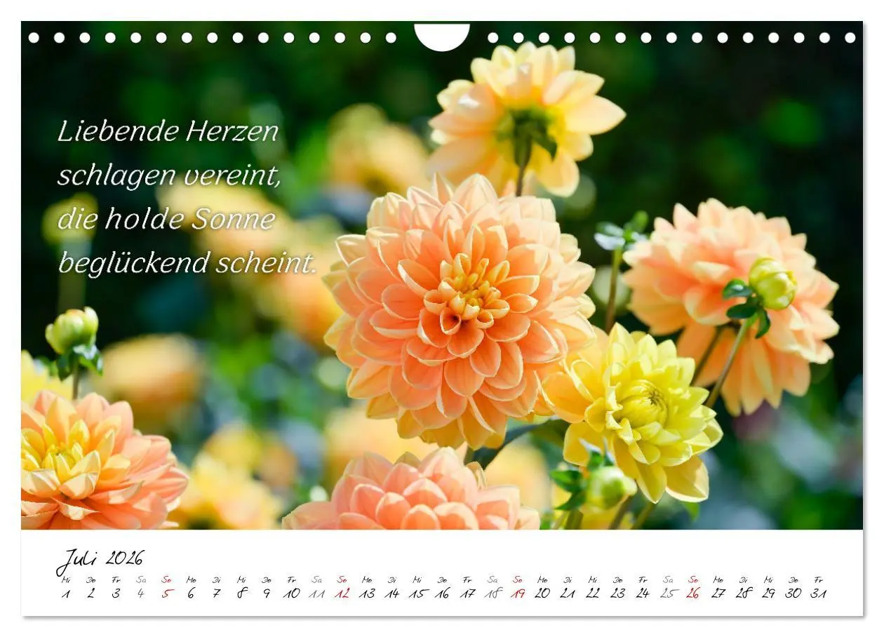 Bild: 9783457347898 | Dahlien Poesie (Wandkalender 2026 DIN A4 quer), CALVENDO...