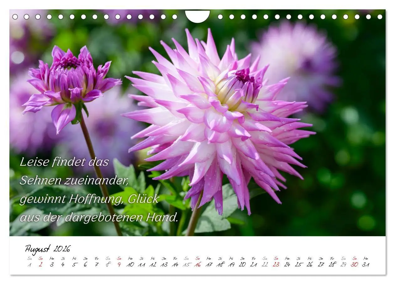 Bild: 9783457347898 | Dahlien Poesie (Wandkalender 2026 DIN A4 quer), CALVENDO...