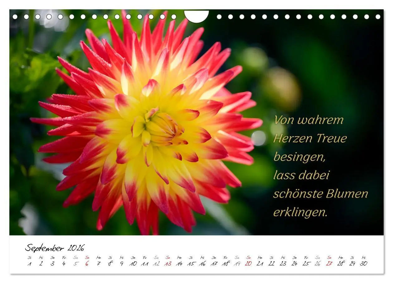 Bild: 9783457347898 | Dahlien Poesie (Wandkalender 2026 DIN A4 quer), CALVENDO...
