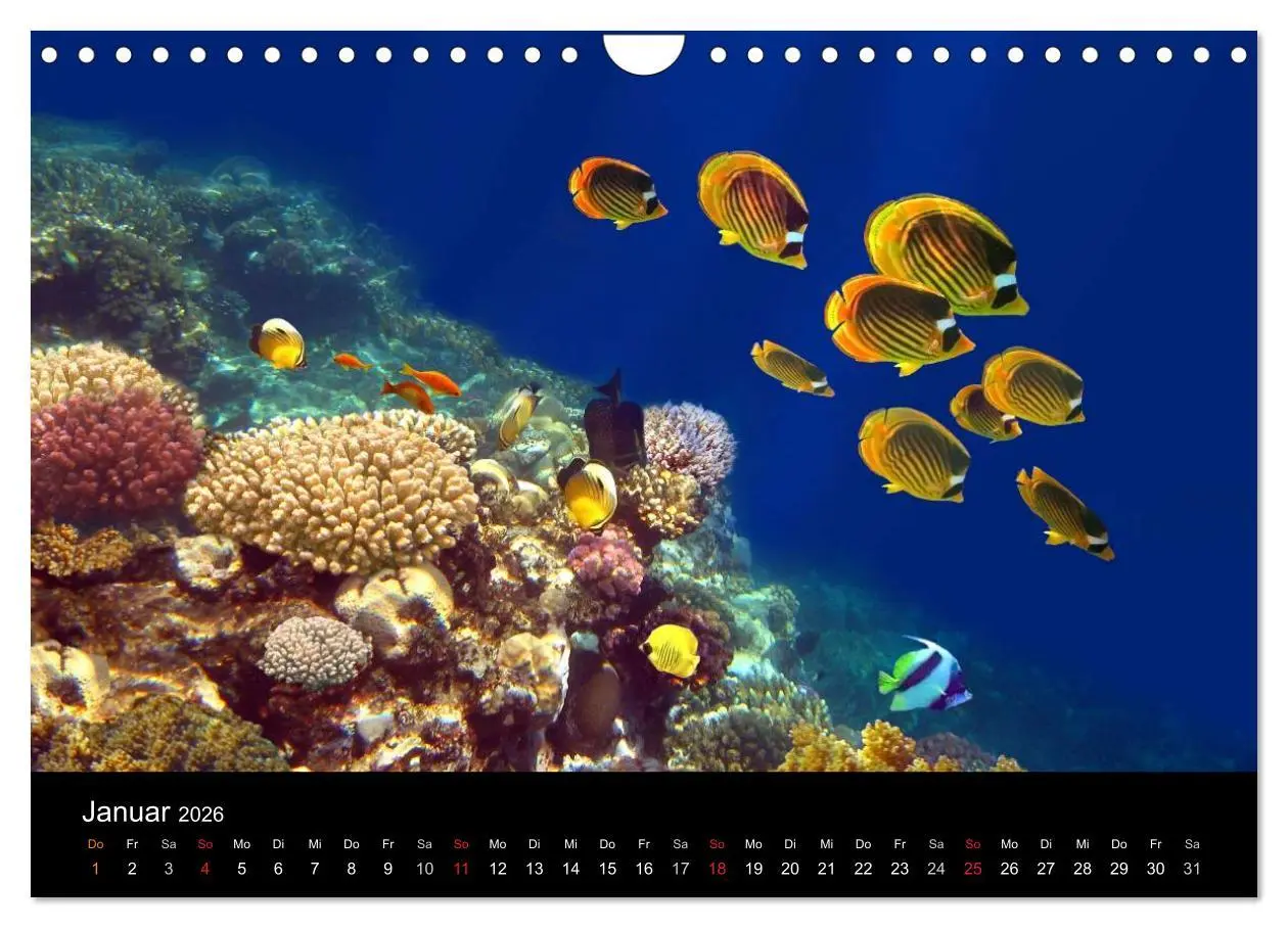 Bild: 9783516057898 | Riffleben - Einfach mal abtauchen (Wandkalender 2026 DIN A4 quer),...