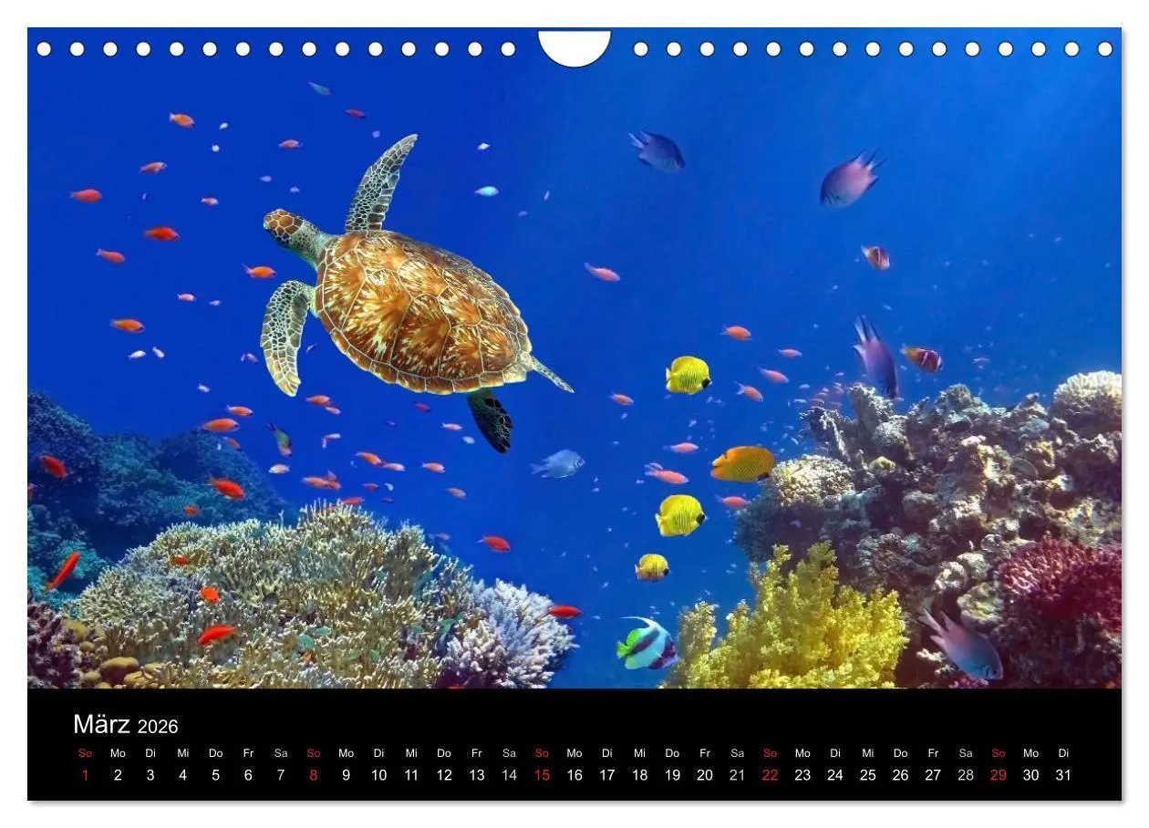 Bild: 9783516057898 | Riffleben - Einfach mal abtauchen (Wandkalender 2026 DIN A4 quer),...