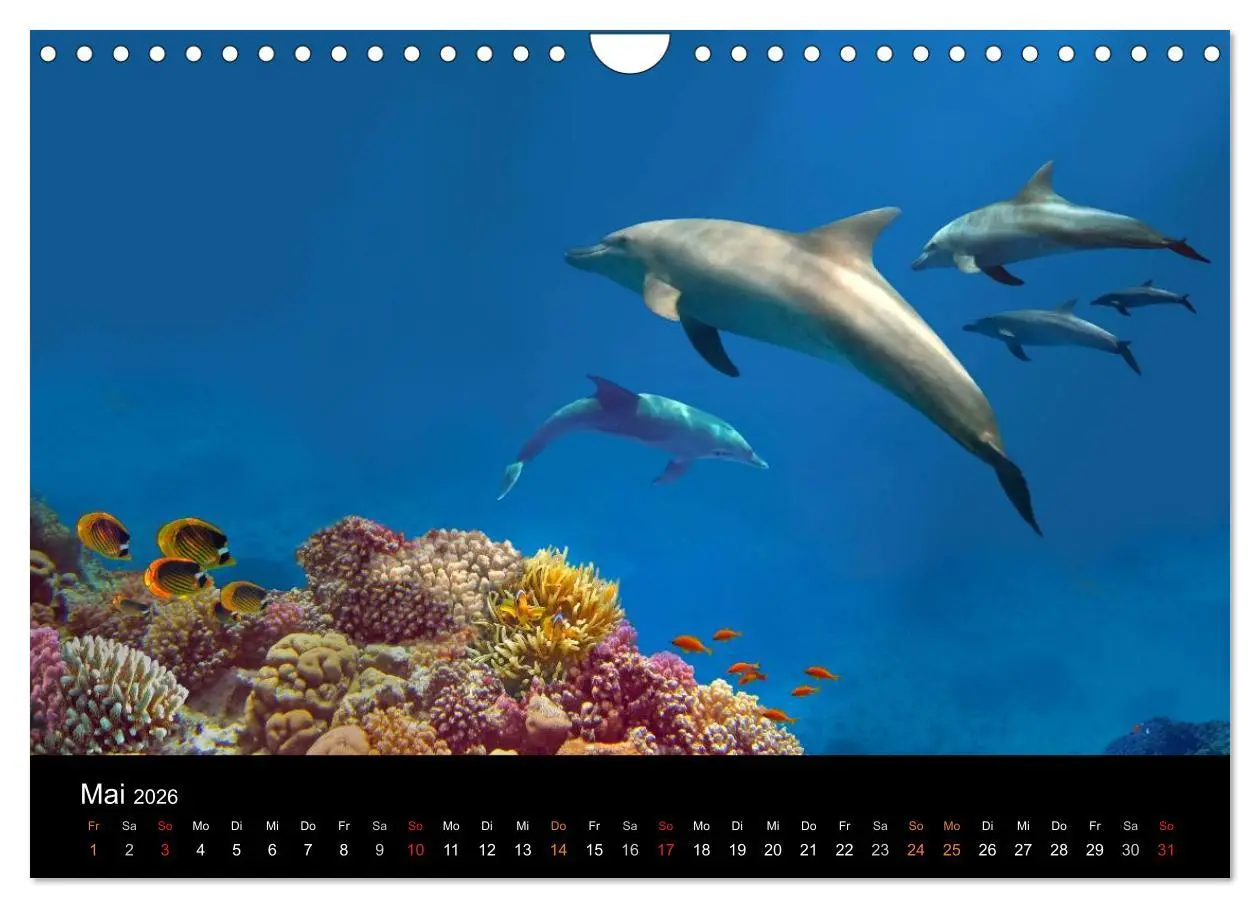 Bild: 9783516057898 | Riffleben - Einfach mal abtauchen (Wandkalender 2026 DIN A4 quer),...