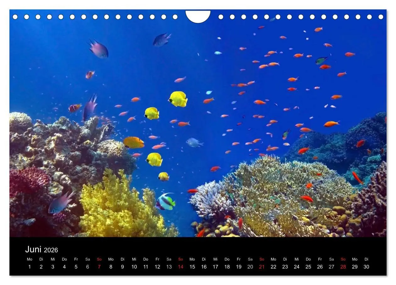 Bild: 9783516057898 | Riffleben - Einfach mal abtauchen (Wandkalender 2026 DIN A4 quer),...