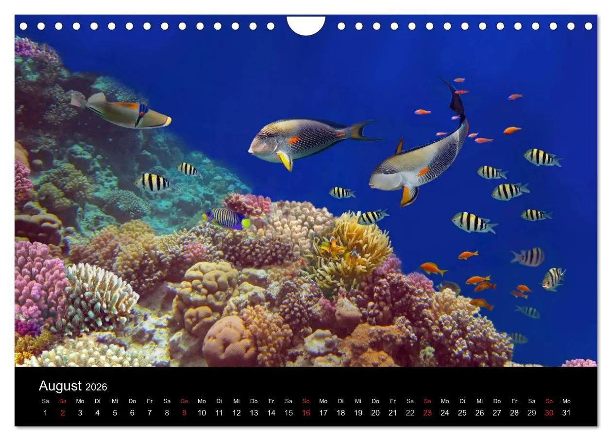 Bild: 9783516057898 | Riffleben - Einfach mal abtauchen (Wandkalender 2026 DIN A4 quer),...