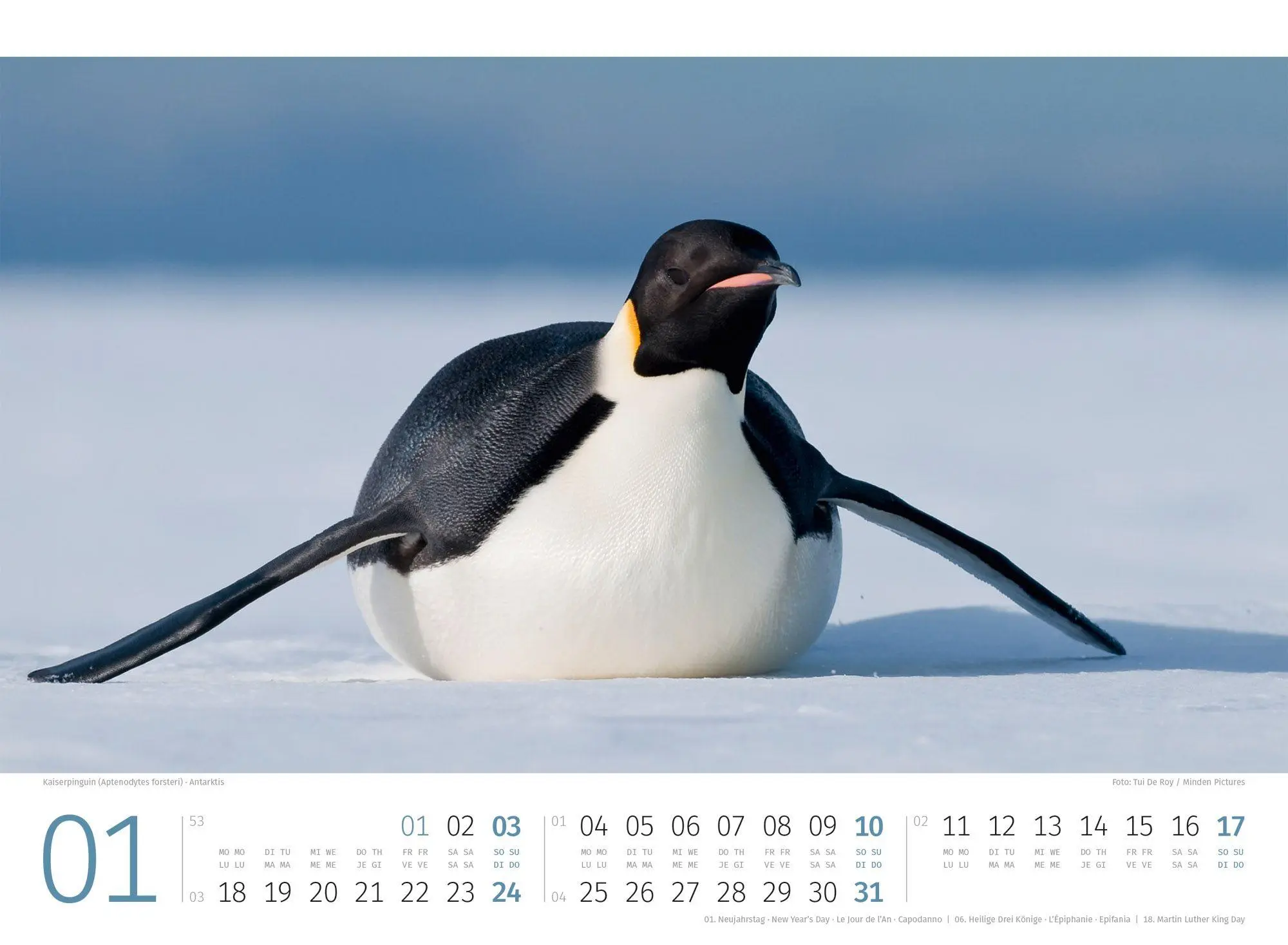 Bild: 9783838427898 | Pinguine Kalender 2027 | Ackermann Kunstverlag GmbH | Kalender | 14 S.