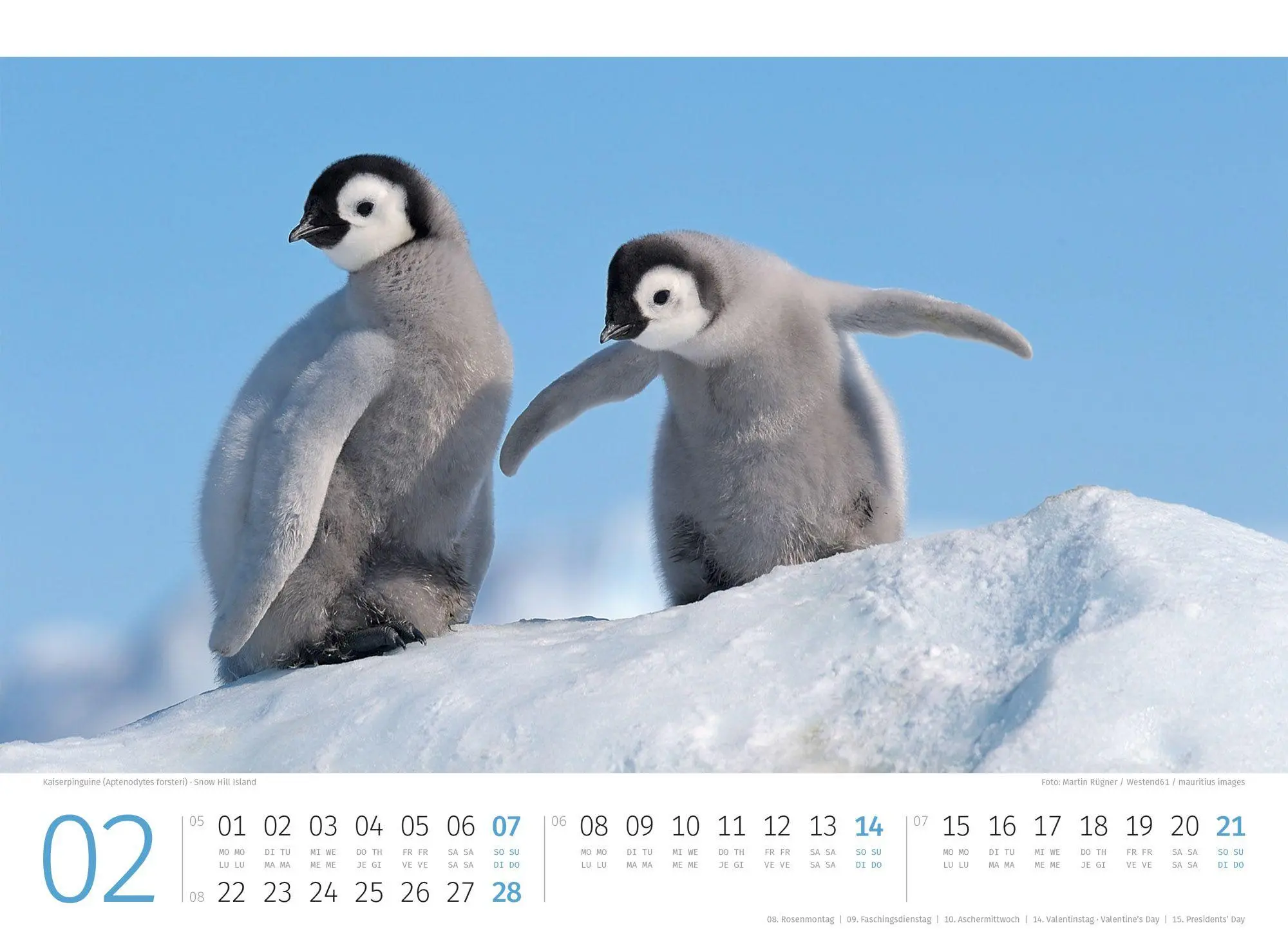 Bild: 9783838427898 | Pinguine Kalender 2027 | Ackermann Kunstverlag GmbH | Kalender | 14 S.