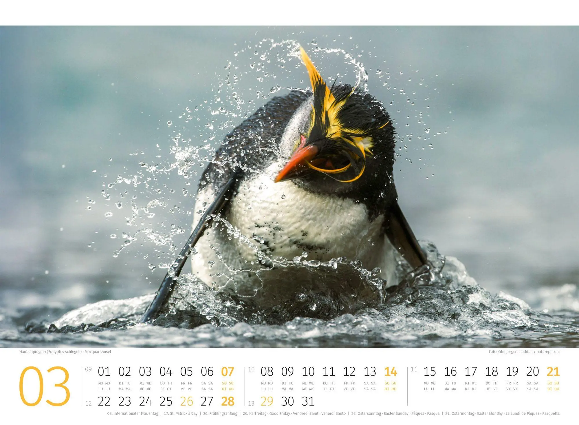 Bild: 9783838427898 | Pinguine Kalender 2027 | Ackermann Kunstverlag GmbH | Kalender | 14 S.