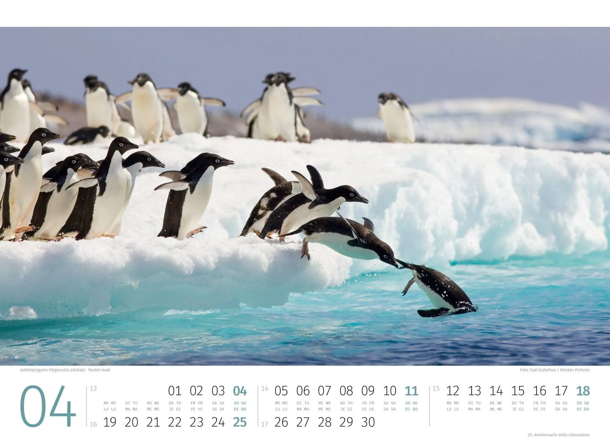 Bild: 9783838427898 | Pinguine Kalender 2027 | Ackermann Kunstverlag GmbH | Kalender | 14 S.