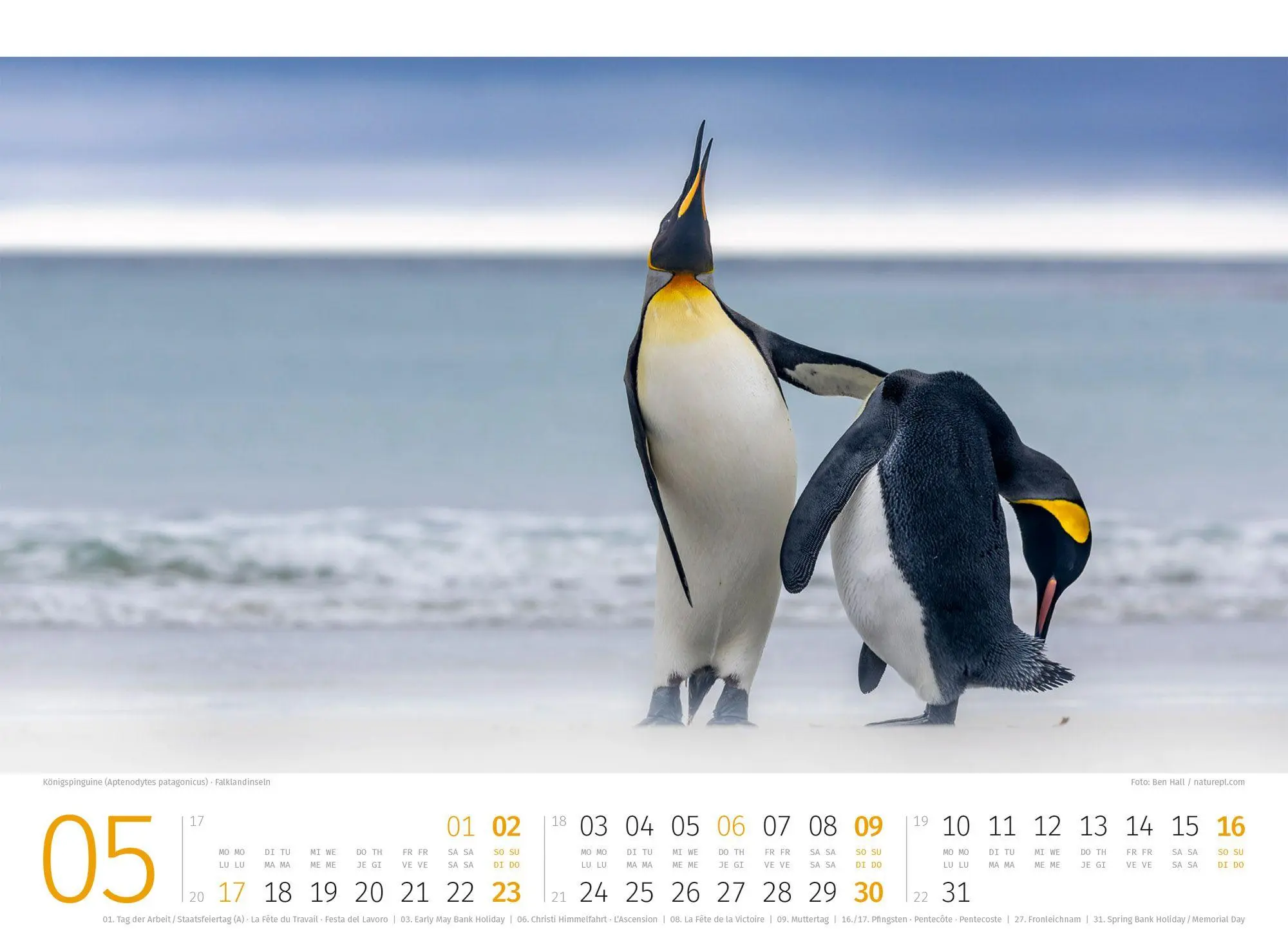 Bild: 9783838427898 | Pinguine Kalender 2027 | Ackermann Kunstverlag GmbH | Kalender | 14 S.