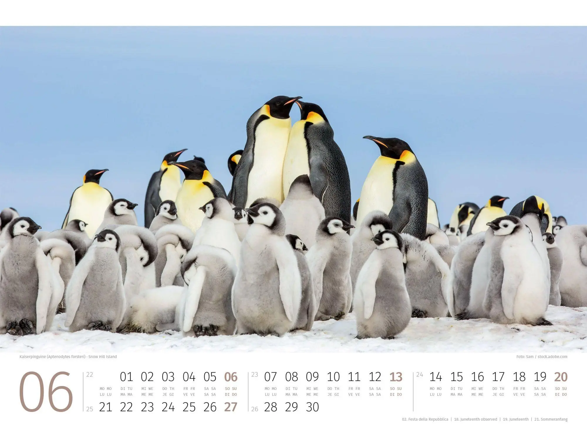 Bild: 9783838427898 | Pinguine Kalender 2027 | Ackermann Kunstverlag GmbH | Kalender | 14 S.