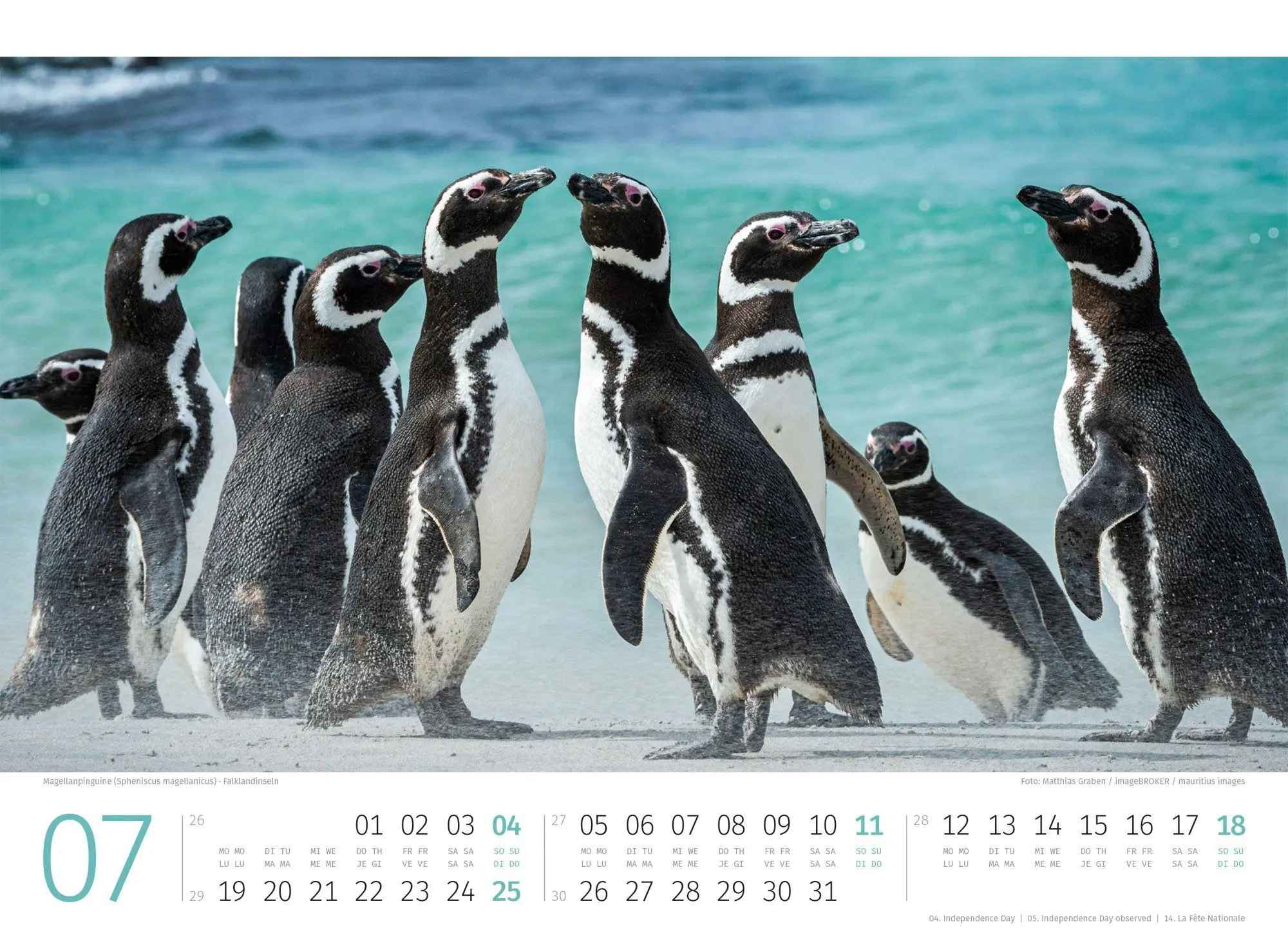 Bild: 9783838427898 | Pinguine Kalender 2027 | Ackermann Kunstverlag GmbH | Kalender | 14 S.