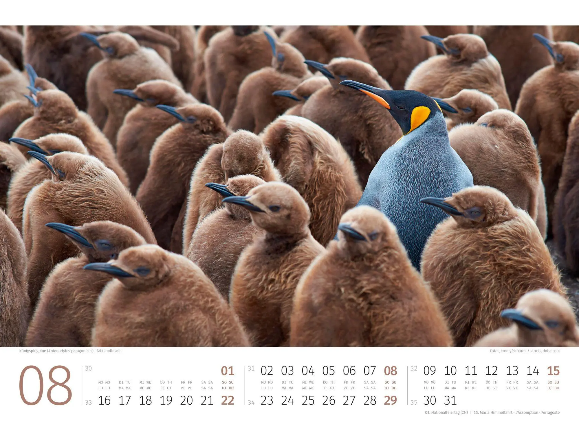 Bild: 9783838427898 | Pinguine Kalender 2027 | Ackermann Kunstverlag GmbH | Kalender | 14 S.