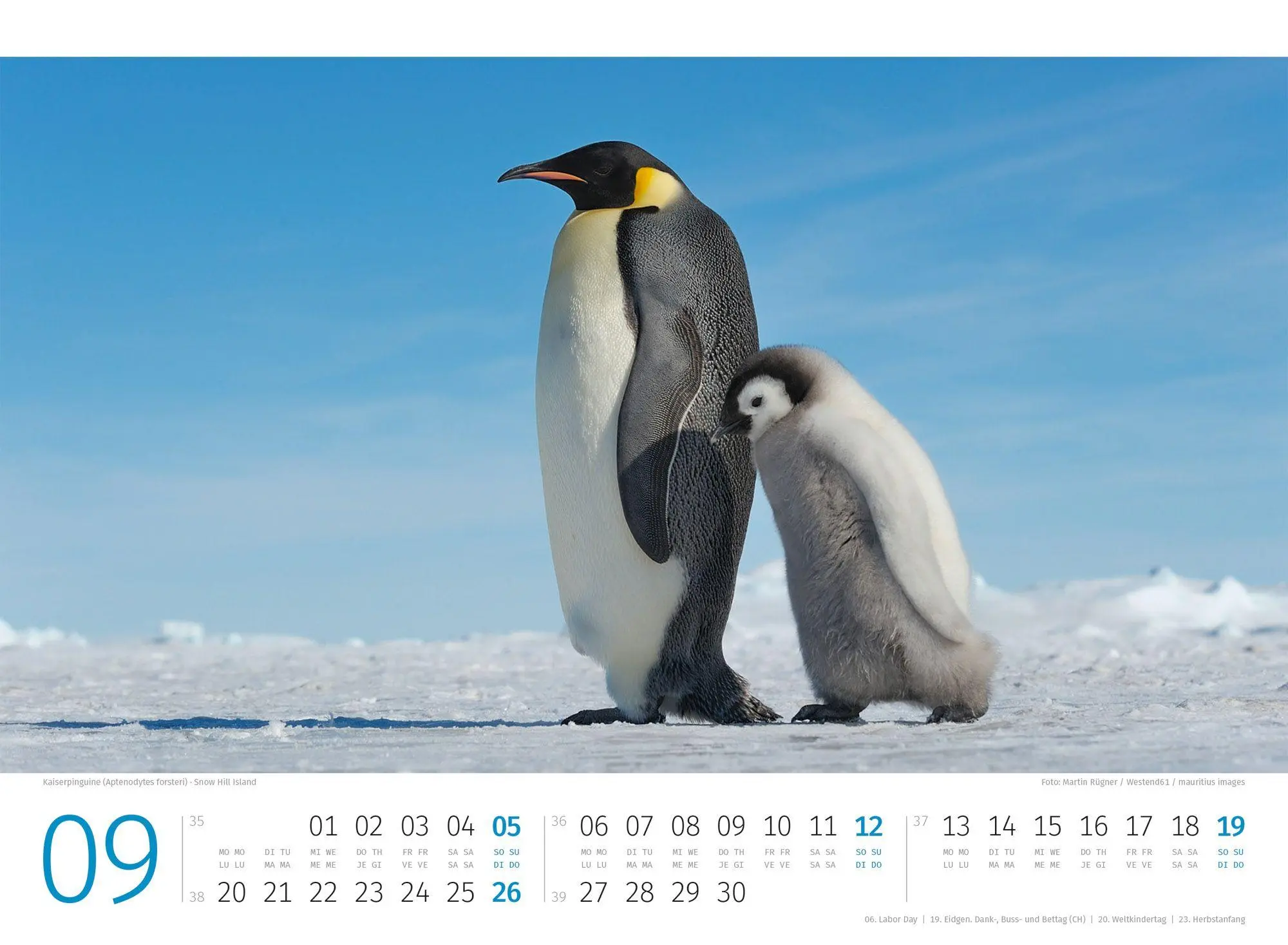 Bild: 9783838427898 | Pinguine Kalender 2027 | Ackermann Kunstverlag GmbH | Kalender | 14 S.