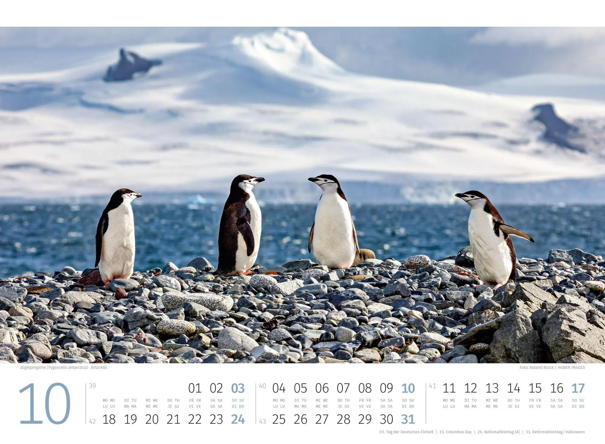 Bild: 9783838427898 | Pinguine Kalender 2027 | Ackermann Kunstverlag GmbH | Kalender | 14 S.