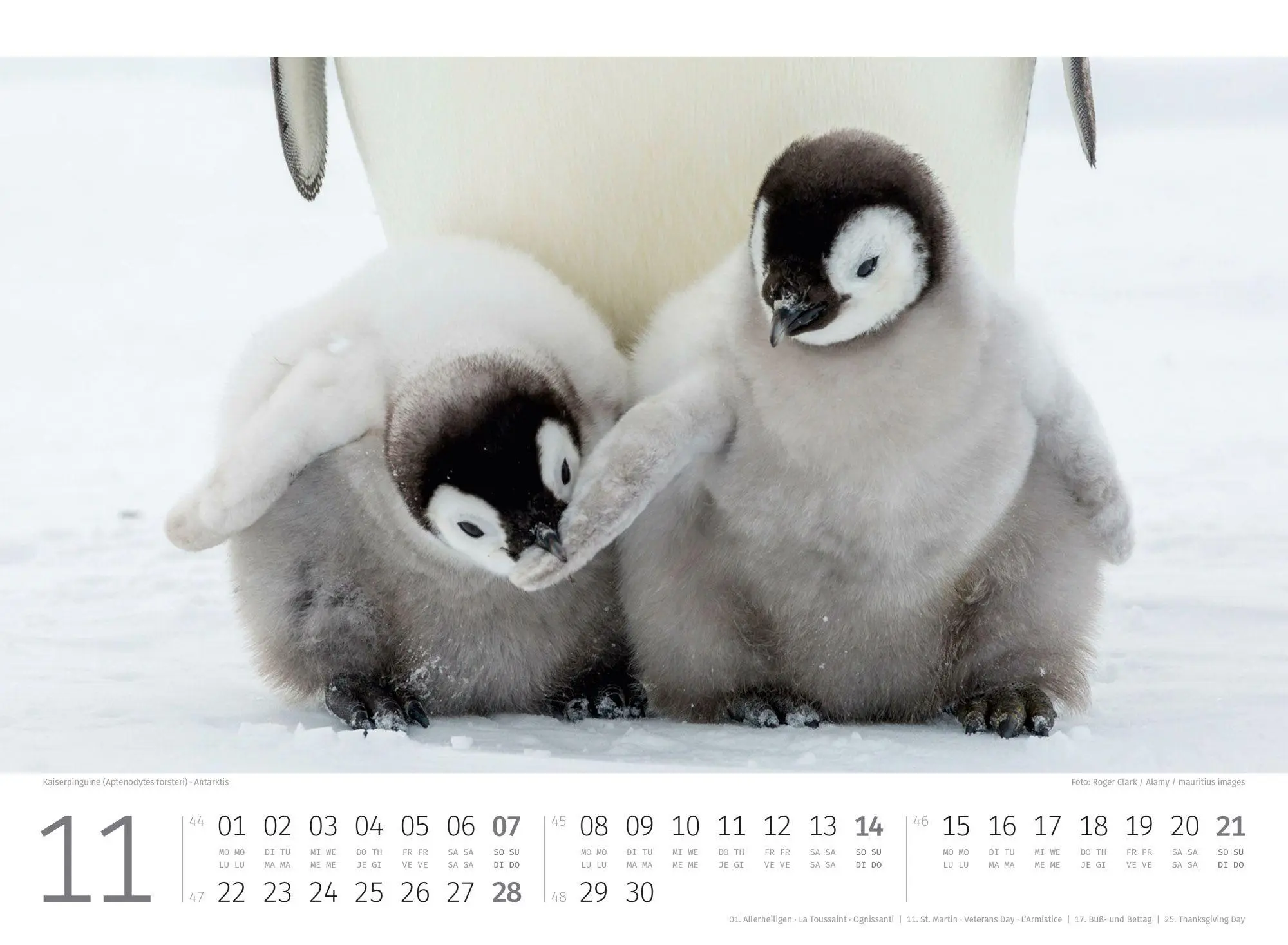 Bild: 9783838427898 | Pinguine Kalender 2027 | Ackermann Kunstverlag GmbH | Kalender | 14 S.