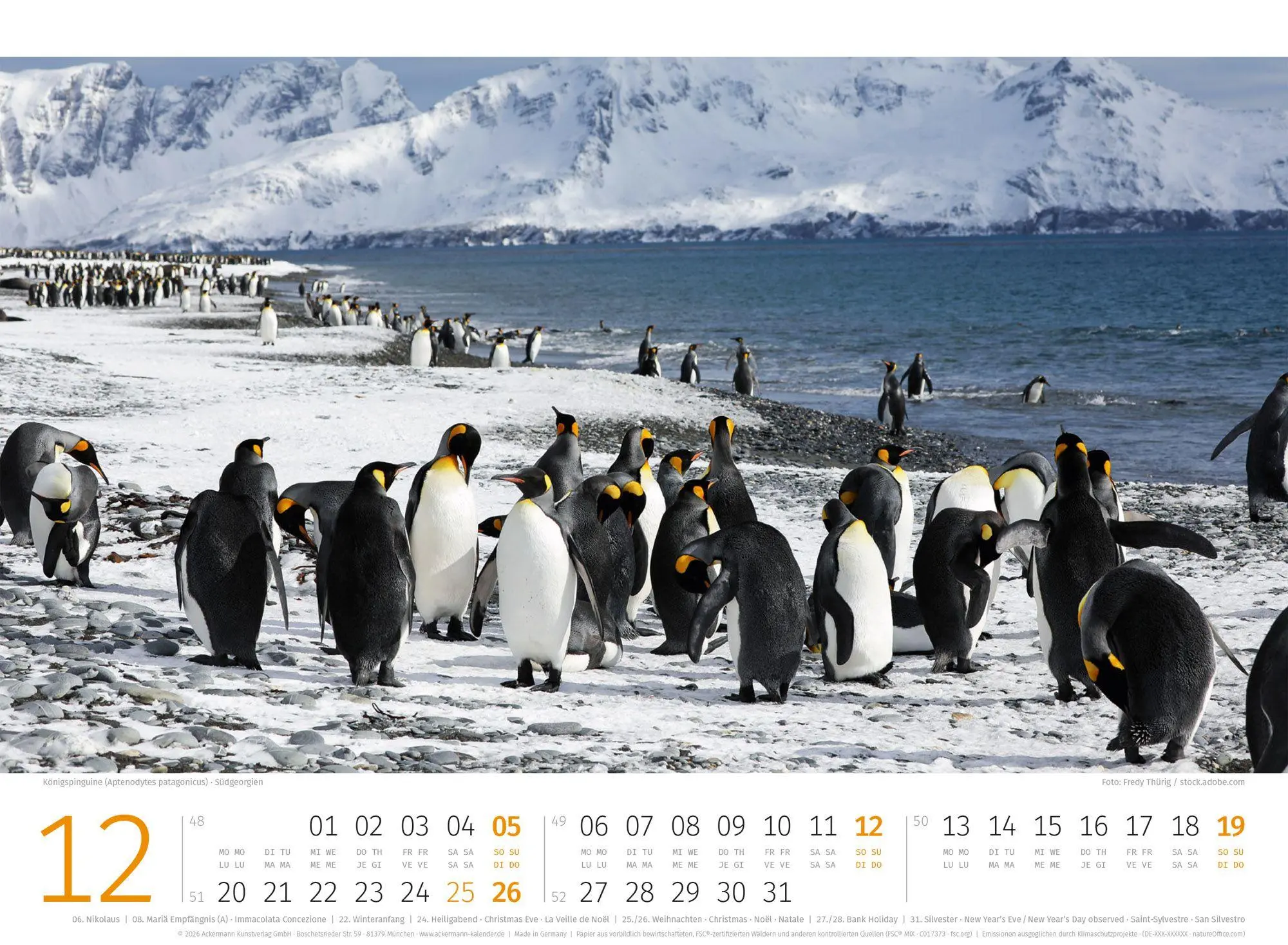 Bild: 9783838427898 | Pinguine Kalender 2027 | Ackermann Kunstverlag GmbH | Kalender | 14 S.