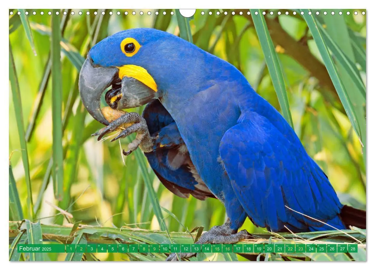 Bild: 9783383777998 | Papageien: Farbenpracht im Flug (Wandkalender 2025 DIN A3 quer),...