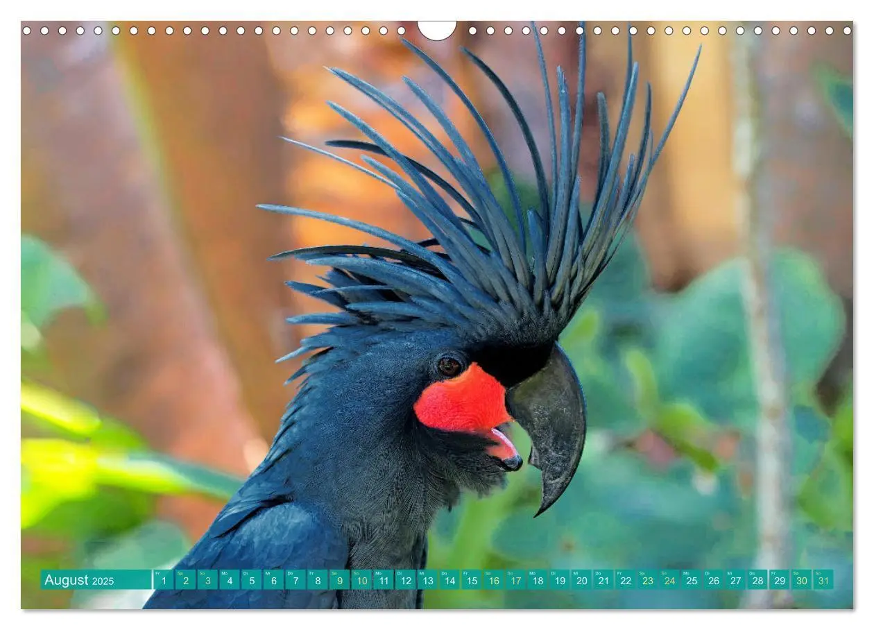 Bild: 9783383777998 | Papageien: Farbenpracht im Flug (Wandkalender 2025 DIN A3 quer),...