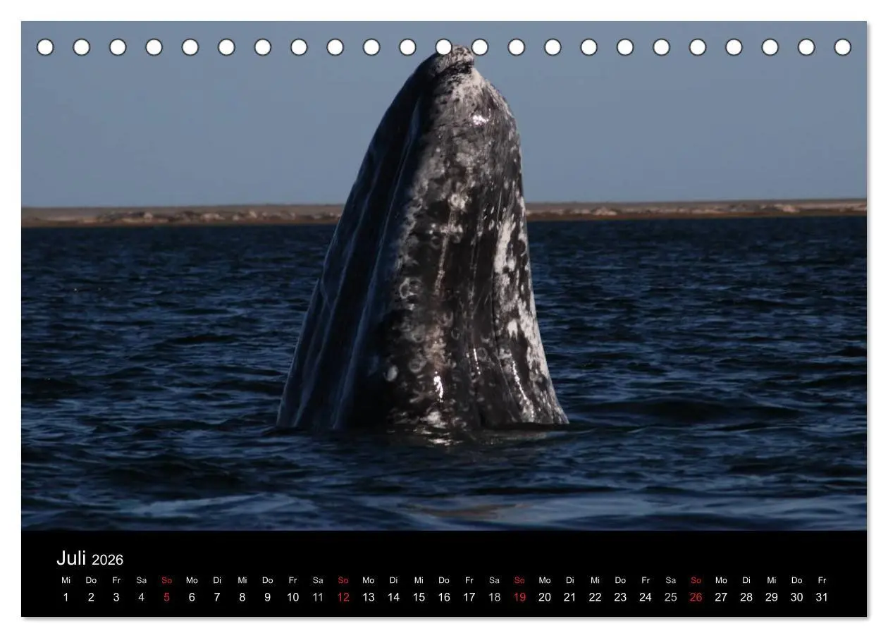 Bild: 9783516117998 | Baja California - Impressionen der mexikanischen Halbinsel...
