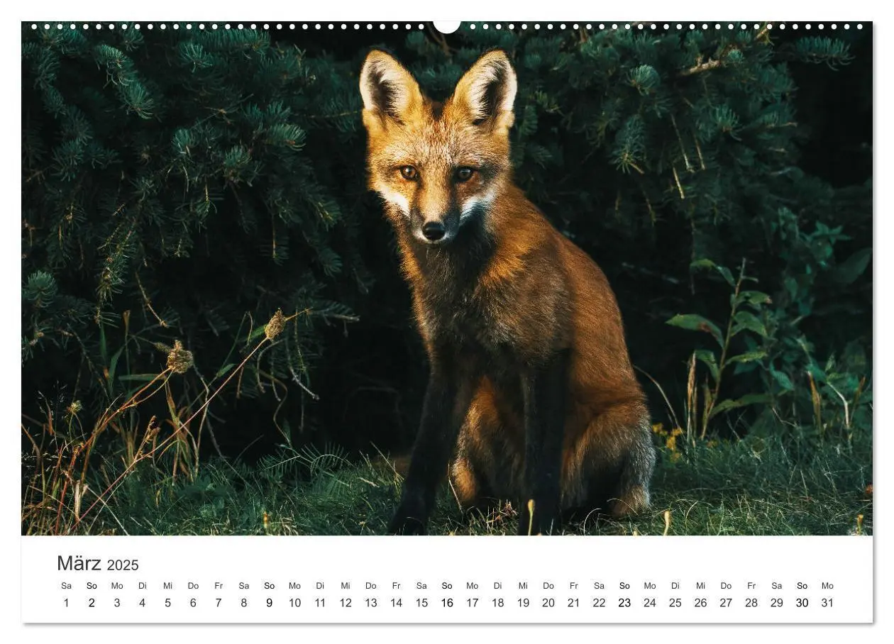 Bild: 9783435068098 | Flinke Füchse (Wandkalender 2025 DIN A2 quer), CALVENDO Monatskalender