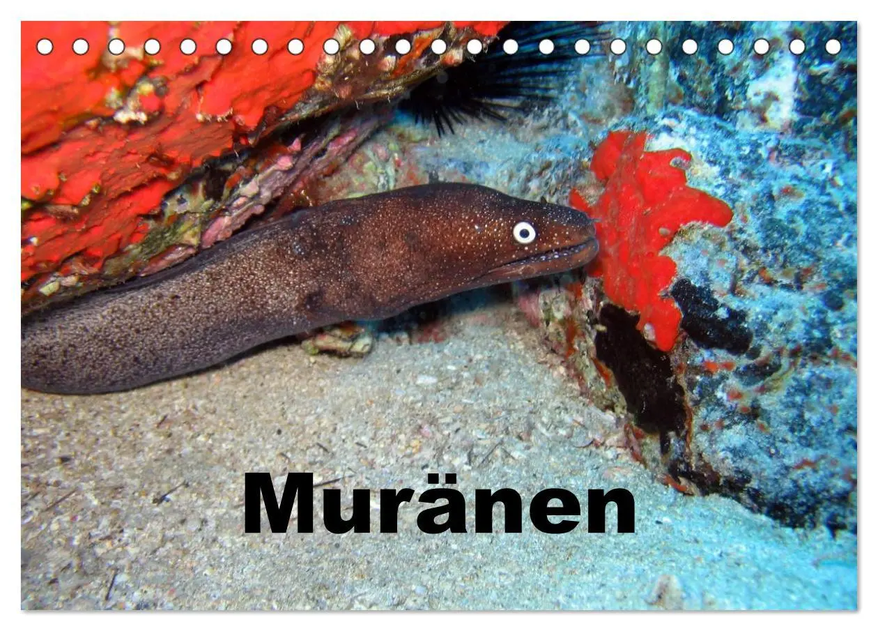 Cover: 9783435748198 | Muränen (Tischkalender 2025 DIN A5 quer), CALVENDO Monatskalender