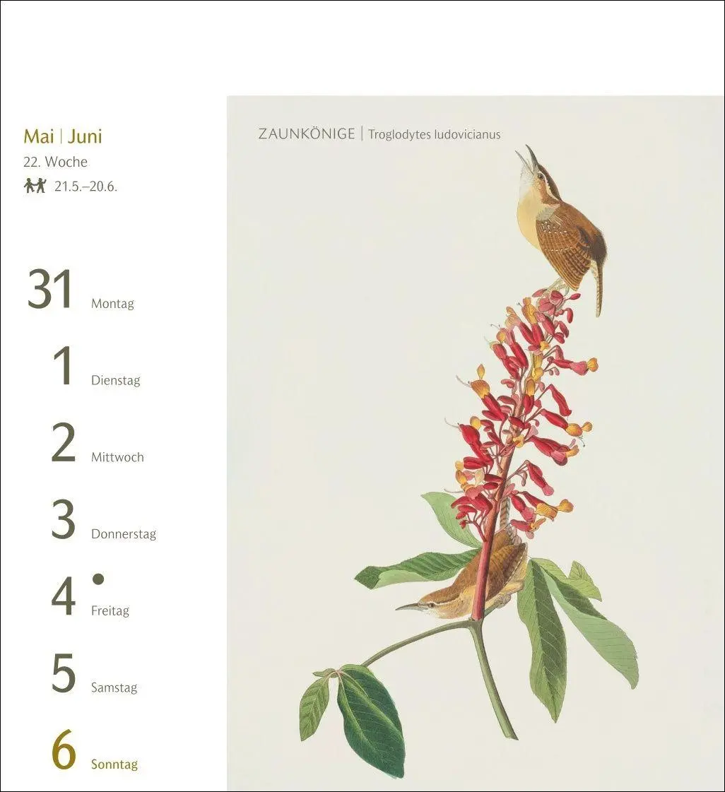 Bild: 9783840038198 | Vögel Postkartenkalender 2027 - Postkartenkalender mit 53...