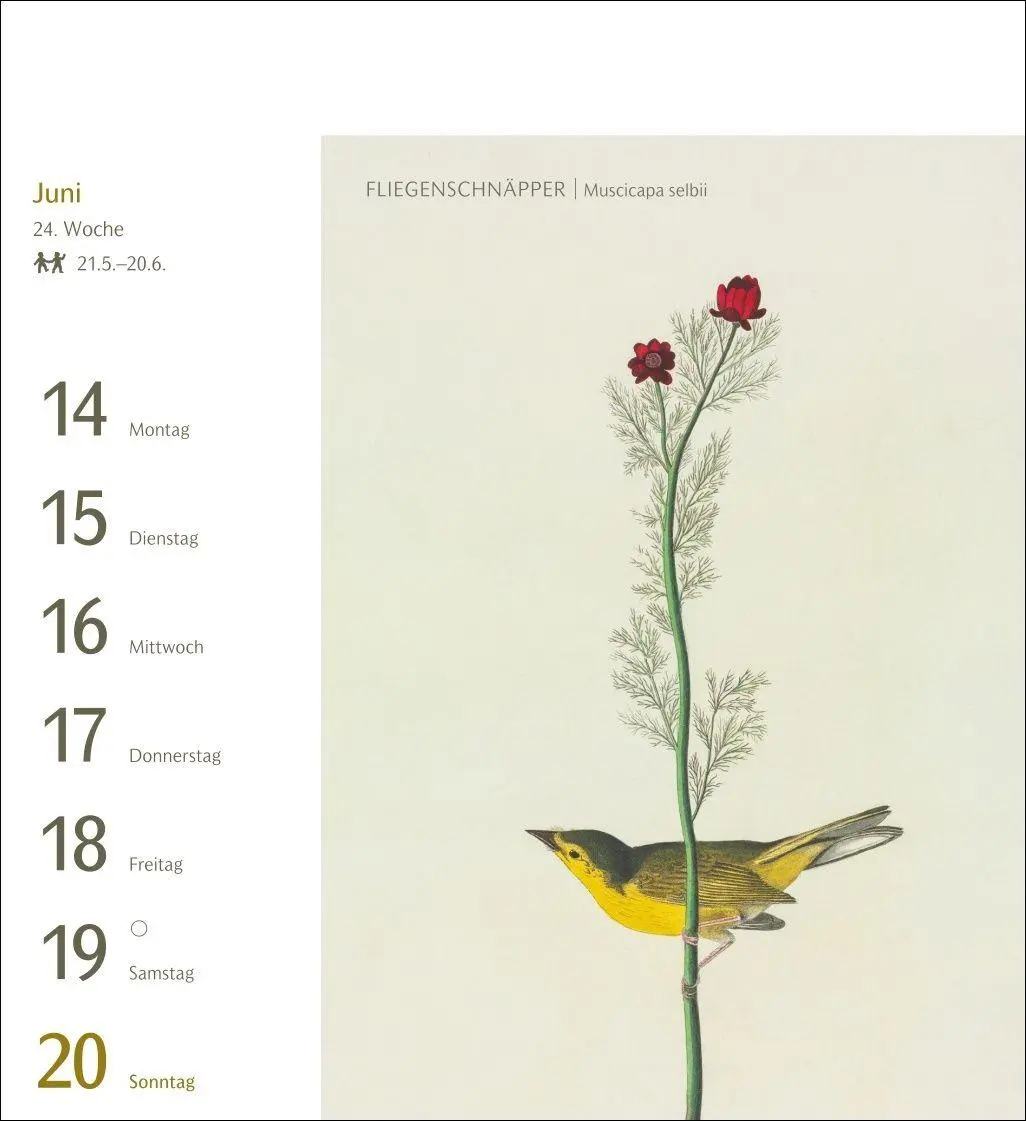 Bild: 9783840038198 | Vögel Postkartenkalender 2027 - Postkartenkalender mit 53...