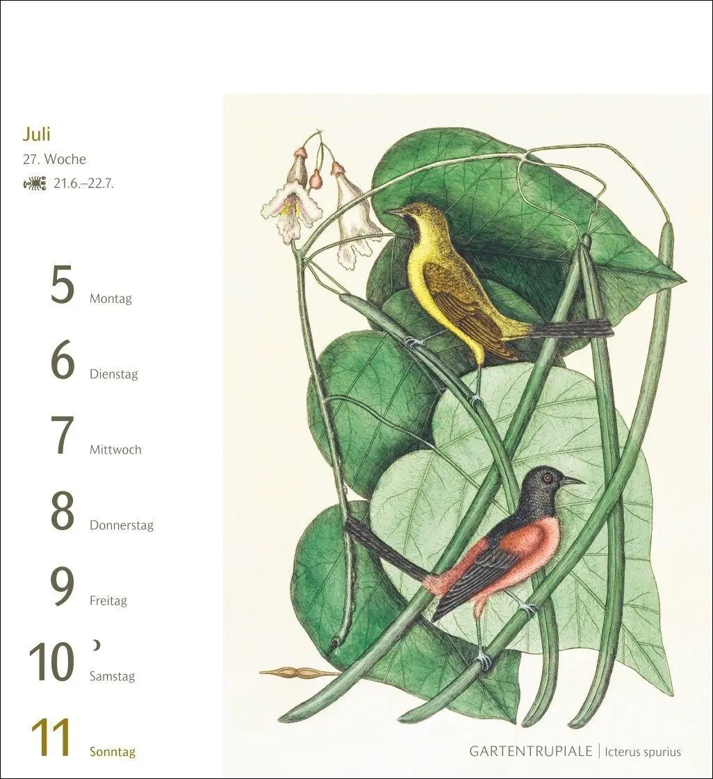 Bild: 9783840038198 | Vögel Postkartenkalender 2027 - Postkartenkalender mit 53...