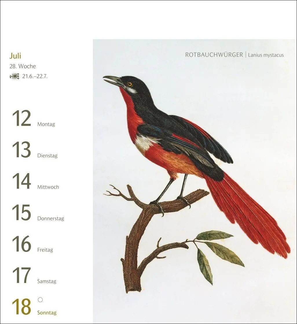Bild: 9783840038198 | Vögel Postkartenkalender 2027 - Postkartenkalender mit 53...