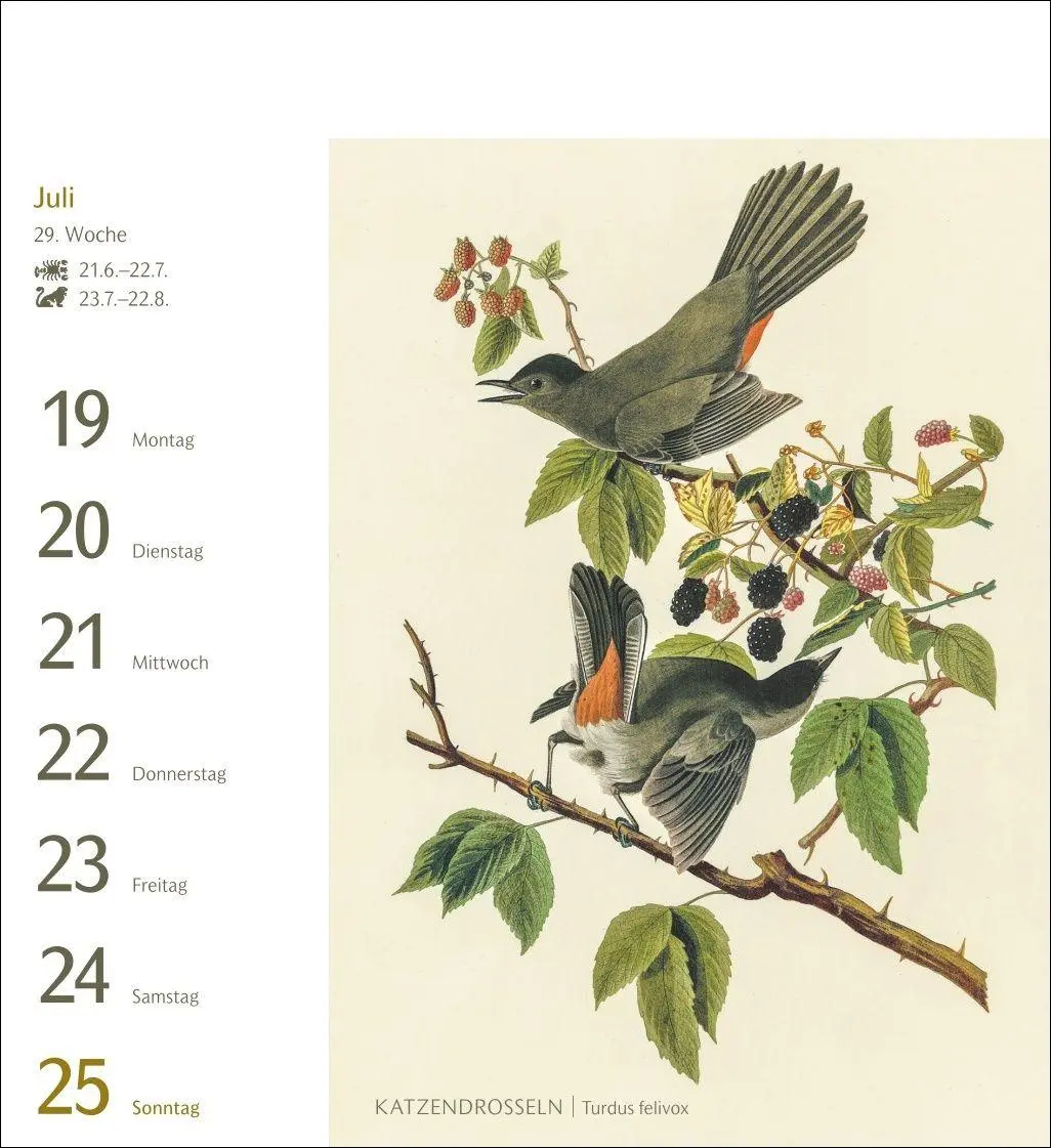 Bild: 9783840038198 | Vögel Postkartenkalender 2027 - Postkartenkalender mit 53...