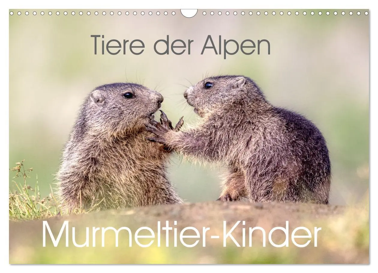 Cover: 9783457378298 | Tiere der Alpen - Murmeltier-Kinder (Wandkalender 2026 DIN A3...