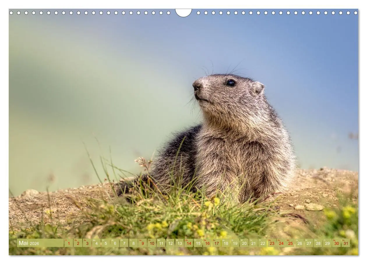 Bild: 9783457378298 | Tiere der Alpen - Murmeltier-Kinder (Wandkalender 2026 DIN A3...