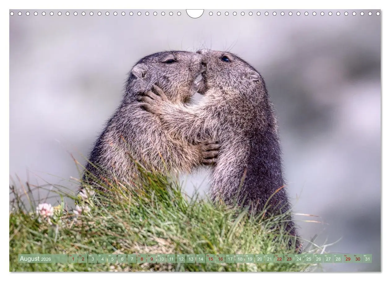 Bild: 9783457378298 | Tiere der Alpen - Murmeltier-Kinder (Wandkalender 2026 DIN A3...