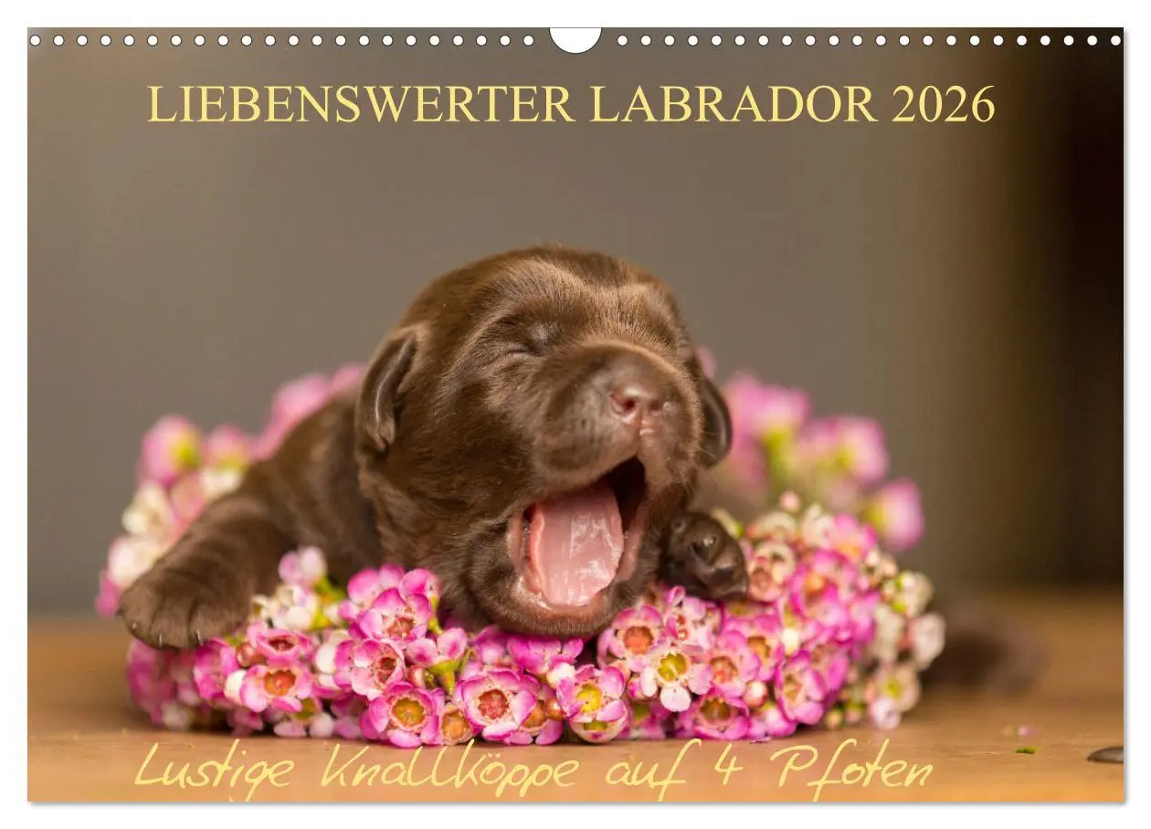 Cover: 9783457998298 | Liebenswerter Labrador 2026 (Wandkalender 2026 DIN A3 quer),...