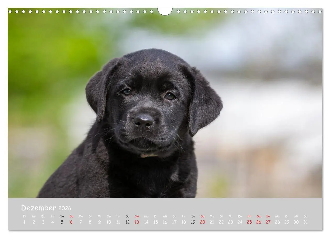 Bild: 9783457998298 | Liebenswerter Labrador 2026 (Wandkalender 2026 DIN A3 quer),...