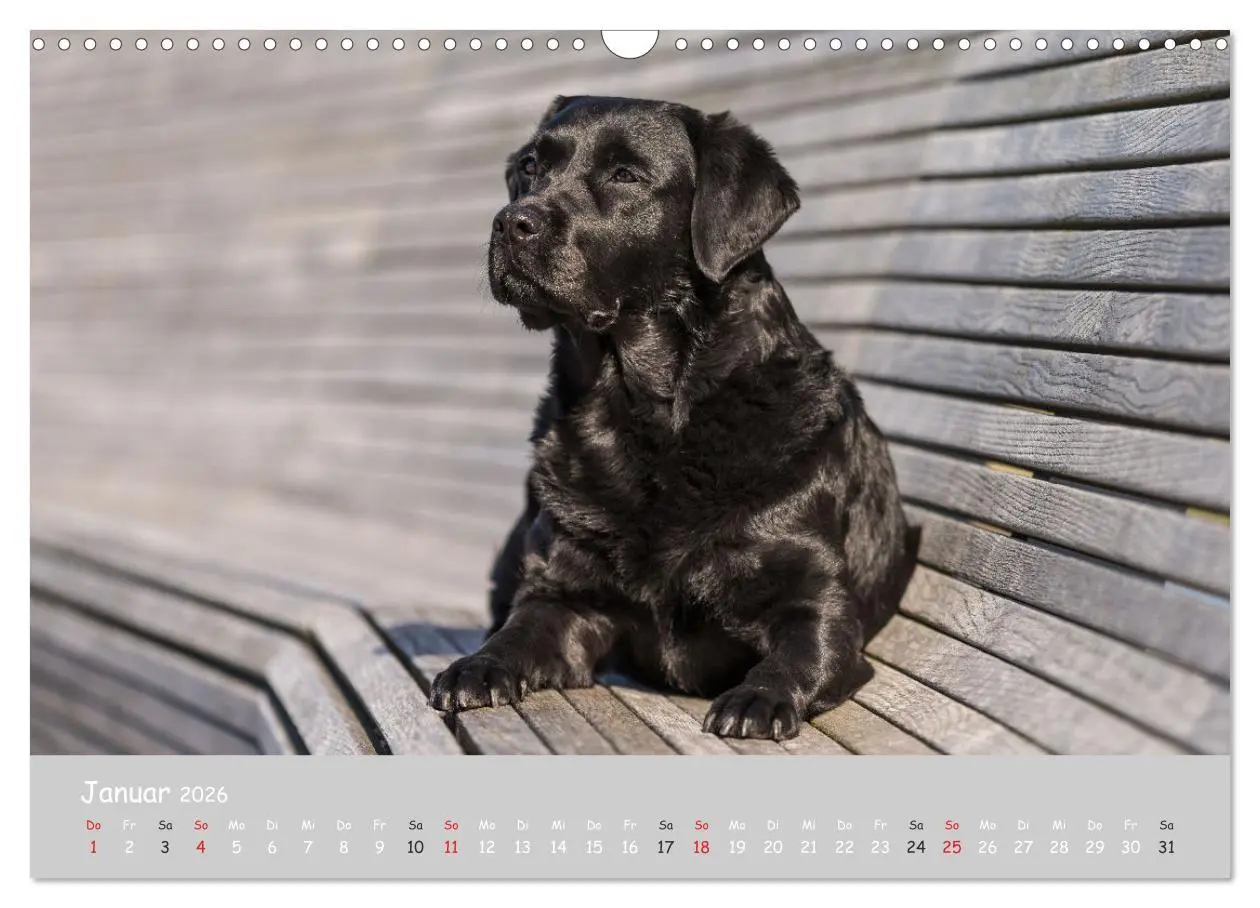 Bild: 9783457998298 | Liebenswerter Labrador 2026 (Wandkalender 2026 DIN A3 quer),...