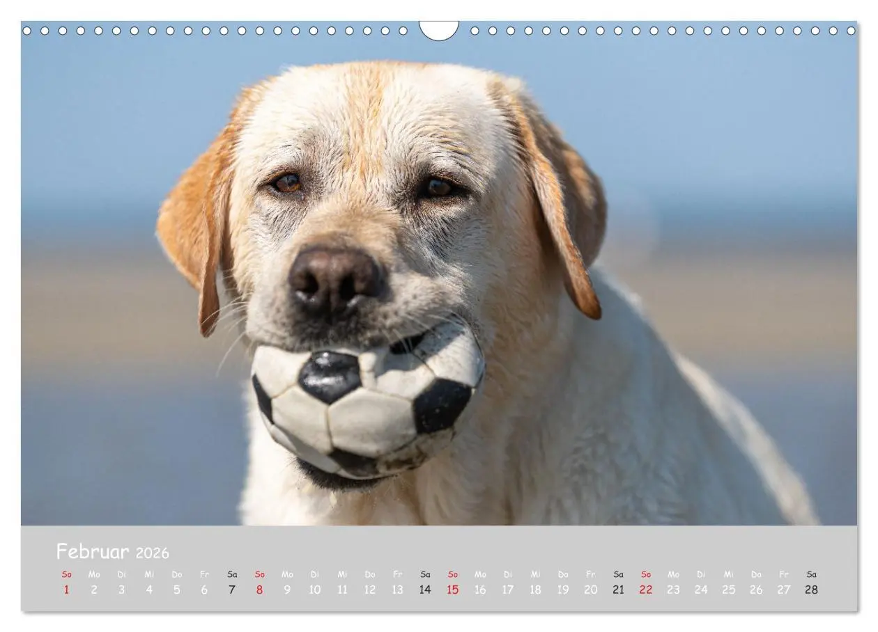 Bild: 9783457998298 | Liebenswerter Labrador 2026 (Wandkalender 2026 DIN A3 quer),...