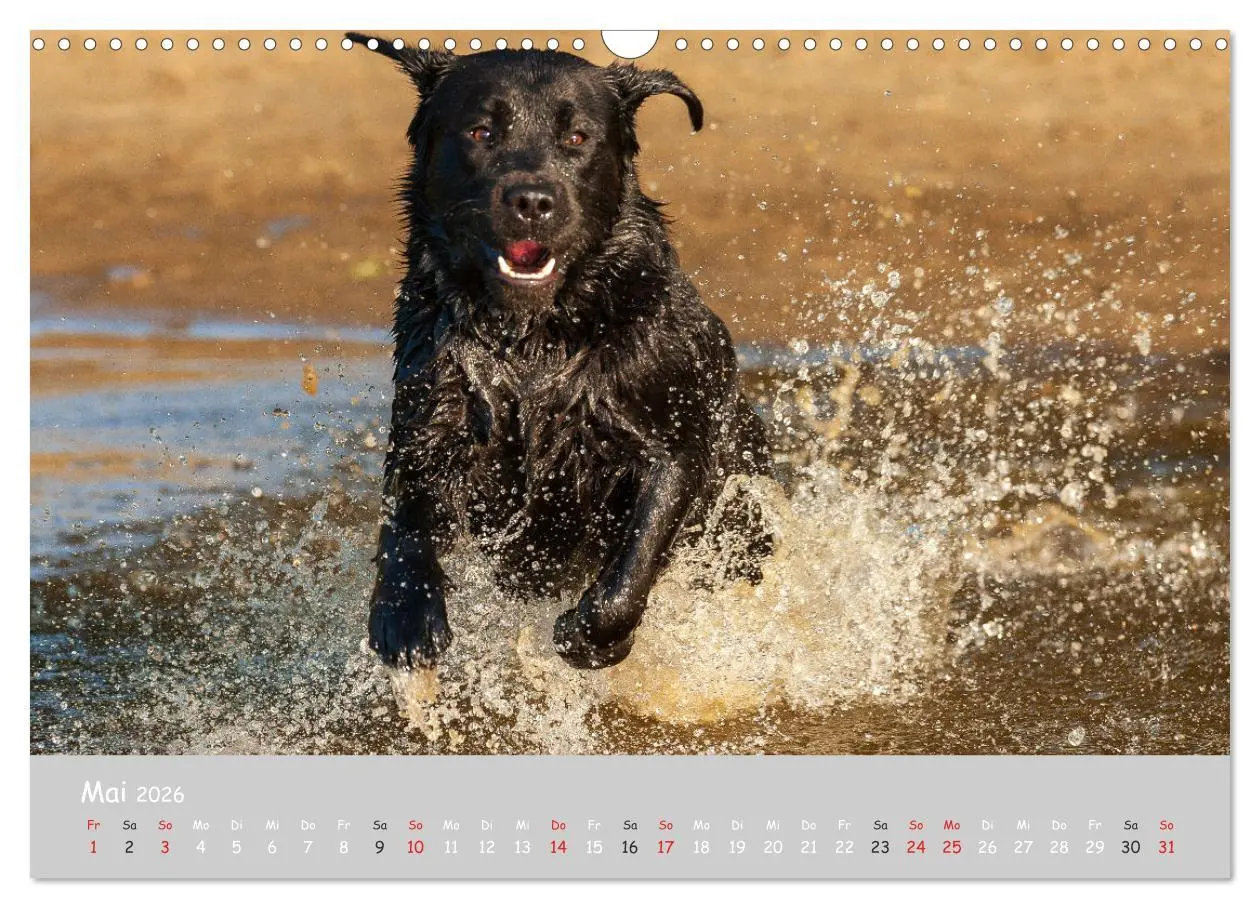 Bild: 9783457998298 | Liebenswerter Labrador 2026 (Wandkalender 2026 DIN A3 quer),...