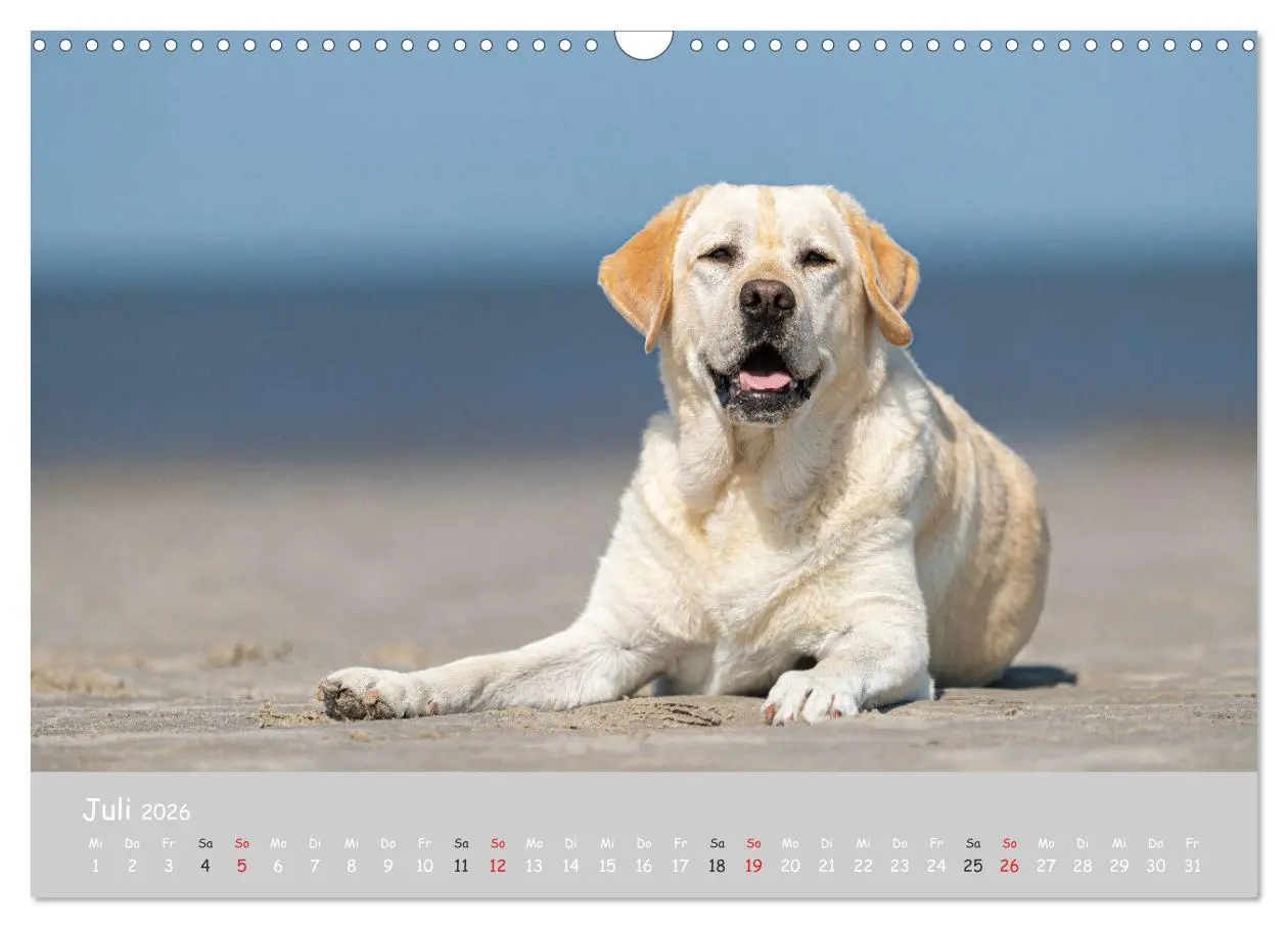 Bild: 9783457998298 | Liebenswerter Labrador 2026 (Wandkalender 2026 DIN A3 quer),...