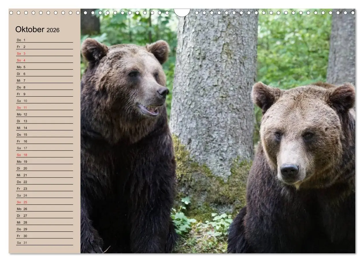 Bild: 9783457988398 | Bären. Unterwegs mit Meister Petz (Wandkalender 2026 DIN A3 quer),...