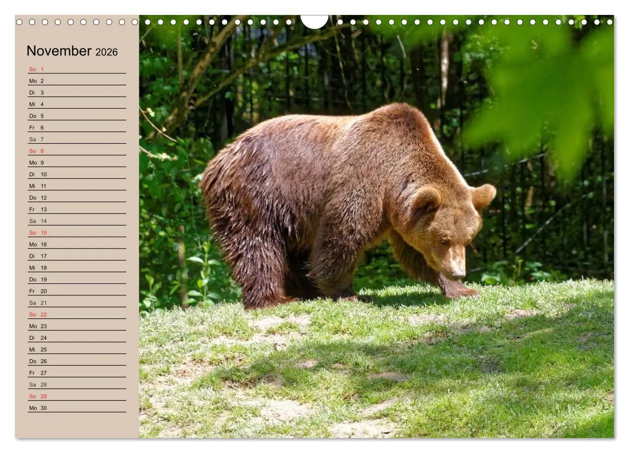 Bild: 9783457988398 | Bären. Unterwegs mit Meister Petz (Wandkalender 2026 DIN A3 quer),...