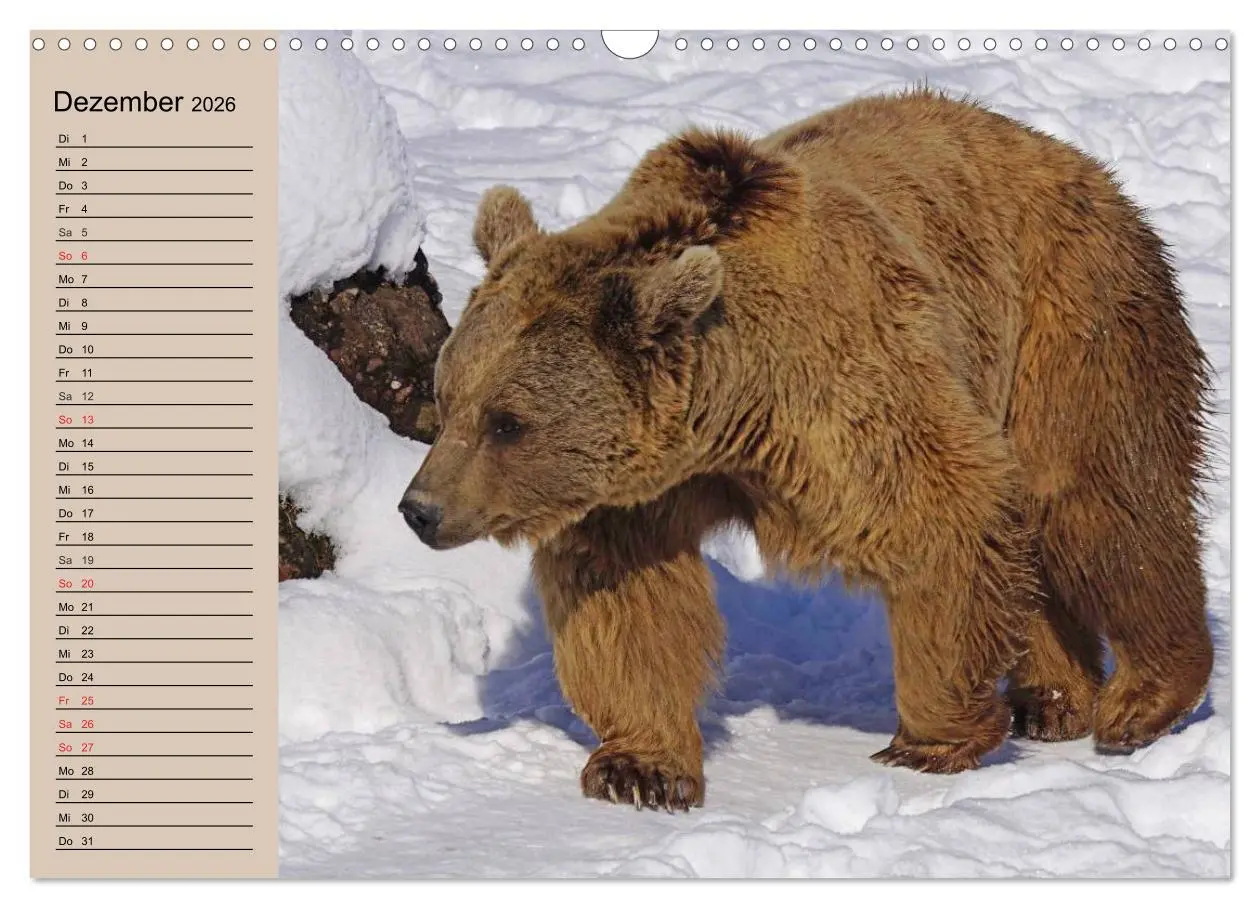 Bild: 9783457988398 | Bären. Unterwegs mit Meister Petz (Wandkalender 2026 DIN A3 quer),...