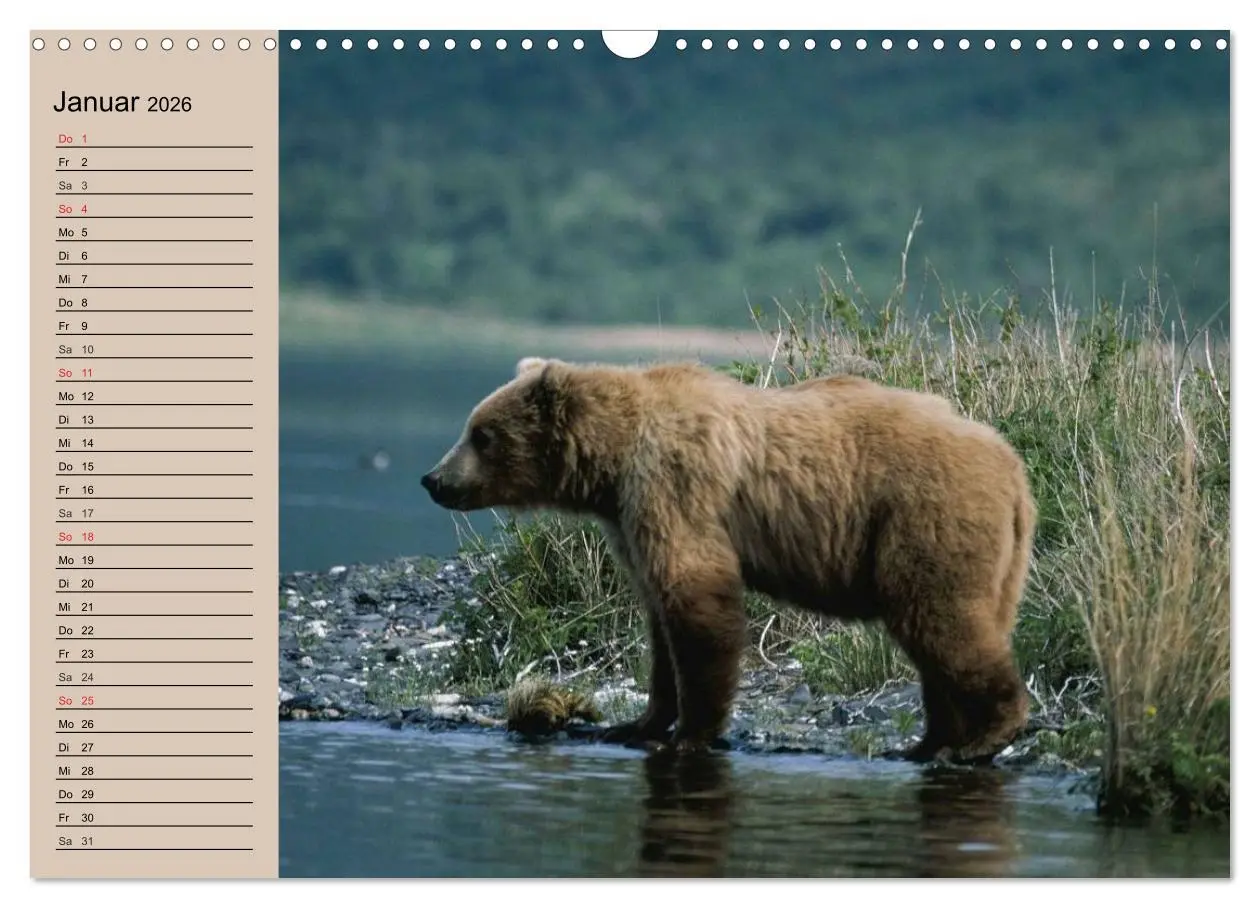 Bild: 9783457988398 | Bären. Unterwegs mit Meister Petz (Wandkalender 2026 DIN A3 quer),...